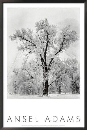 Oak Tree, Snowstorm, Yosemite National Park, 1948 by Ansel Adams Pricing Limited Edition Print image
