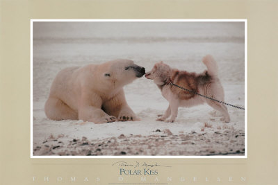 Polar Kiss by Thomas Mangelsen Pricing Limited Edition Print image