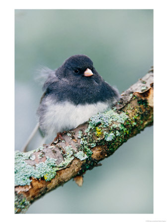 Dark-Eyed Junco by Adam Jones Pricing Limited Edition Print image