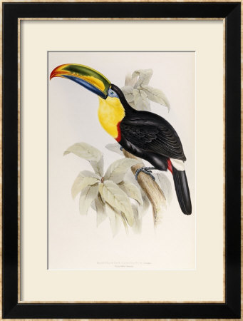 A Monograph Of The Ramphastidae Or Family Of Toucans, 1834 by John Gould Pricing Limited Edition Print image