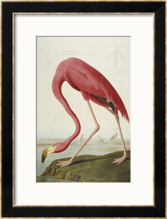 Flamingo Drinking At Water's Edge by John James Audubon Pricing Limited Edition Print image