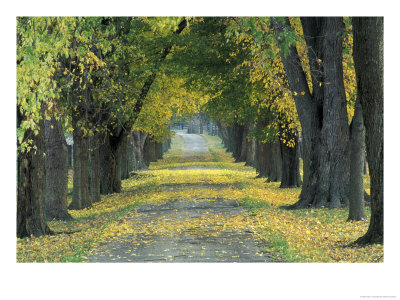 Tree-Lined Road In Autumn, Louisville, Kentucky, Usa by Adam Jones Pricing Limited Edition Print image