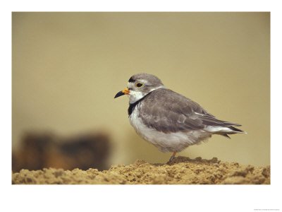 Piping Plover by Adam Jones Pricing Limited Edition Print image