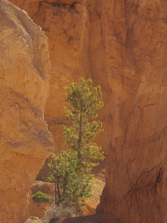 Single Pine Tree, Pinus, Among The Hoodoos Of Bryce Canyon National Park, Utah, Usa. by Adam Jones Pricing Limited Edition Print image