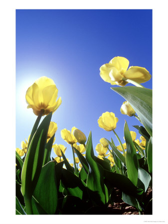 Tulips, Ohio by Adam Jones Pricing Limited Edition Print image