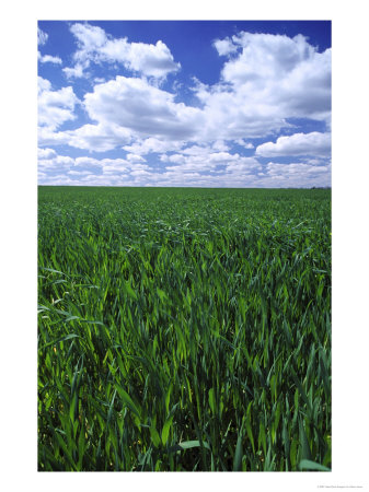 Winter Wheat And Clouds by Adam Jones Pricing Limited Edition Print image