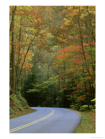 Roadway, Great Smoky Mountains National Park, Tn by Adam Jones Pricing Limited Edition Print image