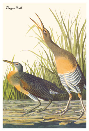 Clapper Rail by John James Audubon Pricing Limited Edition Print image