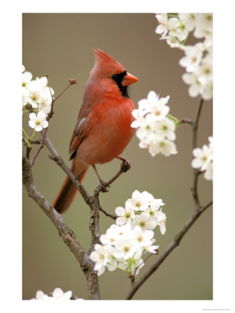 Male Northern Cardinal by Adam Jones Pricing Limited Edition Print image