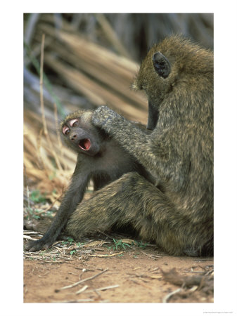 Olive Baboon, Papio Anubis Grooming Juvenile Samburu National Reserve, Kenya by Adam Jones Pricing Limited Edition Print image