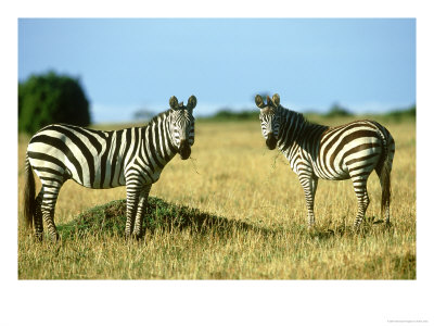 Burchells Zebra, Equus Burchelli Masai Mara Game Reserve Kenya by Adam Jones Pricing Limited Edition Print image