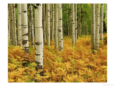 Ferns With Quaking Aspen Trees, Gunnison Nat.Forest, Colorado by Adam Jones Pricing Limited Edition Print image