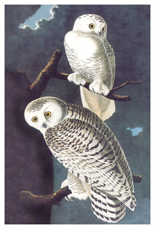 Snowy Owl by John James Audubon Pricing Limited Edition Print image
