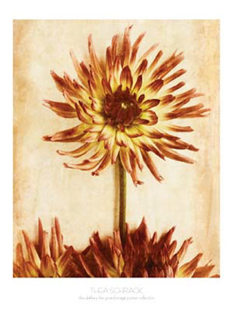 The Dahlia by Thea Schrack Pricing Limited Edition Print image