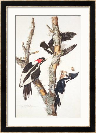 Ivory-Billed Woodpecker, 1829 by John James Audubon Pricing Limited Edition Print image