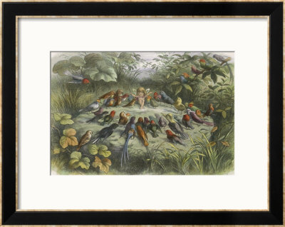 Musical Elf Teaches The Young Birds To Sing by Richard Doyle Pricing Limited Edition Print image