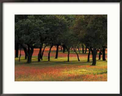 Texas Paintbrush And Bluebonnets Beneath Oak Trees, Texas Hill Country by Adam Jones Pricing Limited Edition Print image