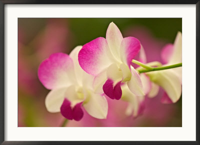Orchids, Selby Gardens, Sarasota, Florida, Usa by Adam Jones Pricing Limited Edition Print image