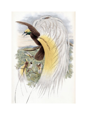 Papuan Bird Of Paradise by John Gould Pricing Limited Edition Print image
