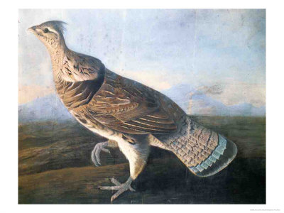 Ruffed Grouse, C.1816 by John James Audubon Pricing Limited Edition Print image