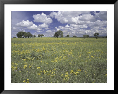 Field Of Flowers And Clouds, Hill Country, Texas, Usa by Adam Jones Pricing Limited Edition Print image