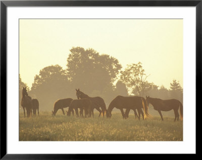 Thoroughbred Race Horses At Sunrise, Louisville, Kentucky, Usa by Adam Jones Pricing Limited Edition Print image