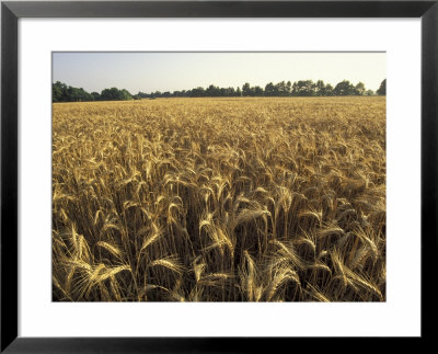 Wheat Field Ready For Harvesting, Louisville, Kentucky, Usa by Adam Jones Pricing Limited Edition Print image