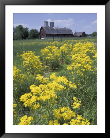 Ragwort And Barn, Bardstown, Kentucky, Usa by Adam Jones Pricing Limited Edition Print image