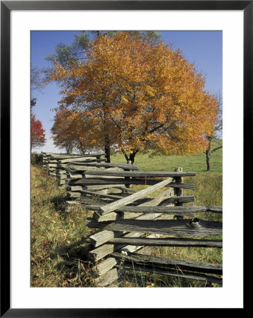 Split Rail Fence And Tree, Hensley Settlement, Cumberland Gap National Historic Park, Kentucky, Usa by Adam Jones Pricing Limited Edition Print image