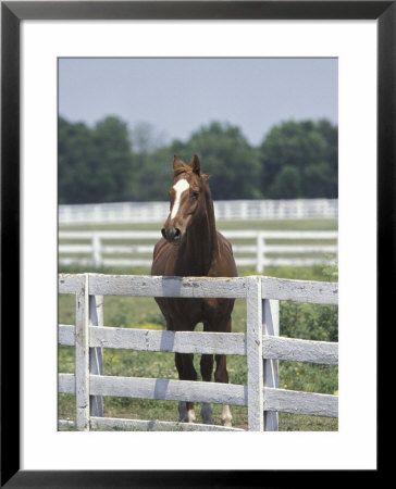 Thoroughbred Race Horse, Kentucky Horse Park, Lexington, Kentucky, Usa by Adam Jones Pricing Limited Edition Print image
