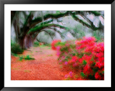 View Of Live Oaks And Azaleas, Magnolia Plantation, Charleston, South Carolina by Adam Jones Pricing Limited Edition Print image