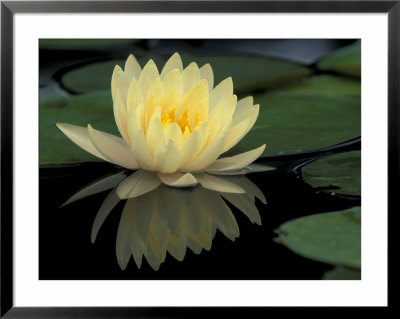 Domestic Waterlily, Charlene Strawn, Kentucky, Usa by Adam Jones Pricing Limited Edition Print image