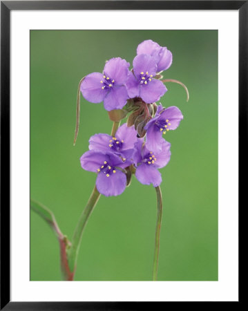 Prairie Spiderwort, Tradescantia Occidentalis, Texas Hill Country Usa by Adam Jones Pricing Limited Edition Print image