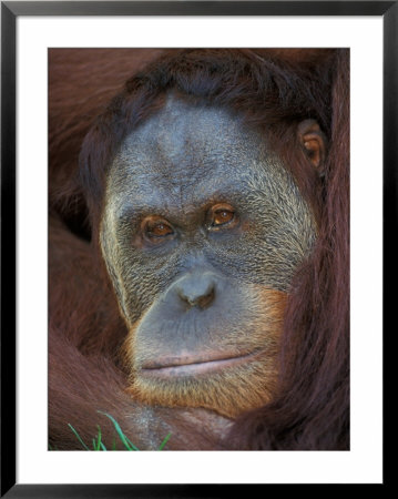 Sumatran Orangutan by Adam Jones Pricing Limited Edition Print image