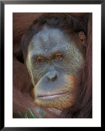 Sumatran Orangutan by Adam Jones Pricing Limited Edition Print image
