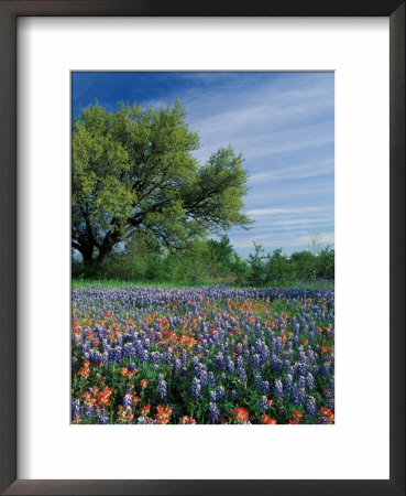 Paintbrush And Bluebonnets, Hill Country, Texas, Usa by Adam Jones Pricing Limited Edition Print image