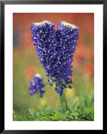 Double-Flowered Texas Bluebonnet, Hill Country, Texas, Usa by Adam Jones Pricing Limited Edition Print image
