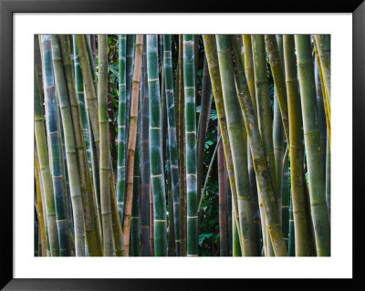 Bamboo Forest, Selby Gardens, Sarasota, Florida, Usa by Adam Jones Pricing Limited Edition Print image