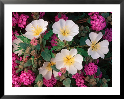 Desert Evening Primrose And Sand Verbena, Anza Borrego Desert State Park, California, Usa by Adam Jones Pricing Limited Edition Print image