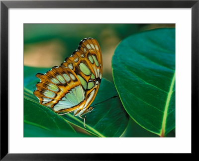 Malachite Butterfly by Adam Jones Pricing Limited Edition Print image