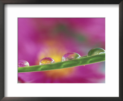 Asters In Water Droplets by Adam Jones Pricing Limited Edition Print image