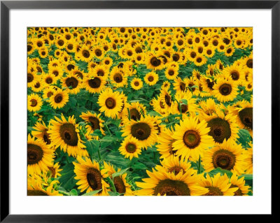 Field Of Sunflowers, Frankfort, Kentucky, Usa by Adam Jones Pricing Limited Edition Print image