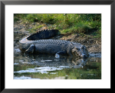 Saltwater Crocodile On Waters Edge, Kakadu National Park, Australia by Dennis Jones Pricing Limited Edition Print image