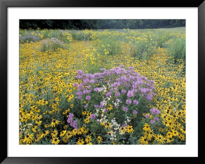 Wild Bergamot, Black Eyed Susans, Michigan, Usa by Adam Jones Pricing Limited Edition Print image