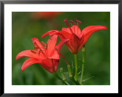 Pair Of Hybrid Daylilys, Louisville, Kentucky, Usa by Adam Jones Pricing Limited Edition Print image