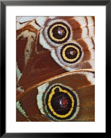 Close-Up Of Spots On Blue Morpho Butterfly Wing by Adam Jones Pricing Limited Edition Print image