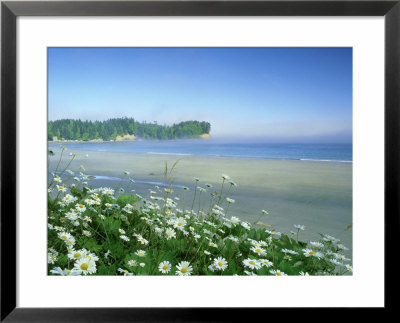 Daisies Along Crescent Beach, Washington by Adam Jones Pricing Limited Edition Print image