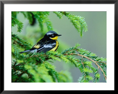 Male Magnolia Warbler by Adam Jones Pricing Limited Edition Print image