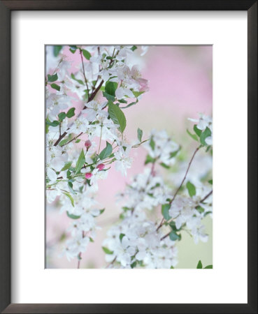 Weeping Cherry Tree, Blossoms Louisville, Kentucky by Adam Jones Pricing Limited Edition Print image