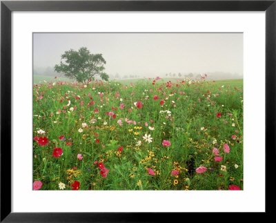 Field Of Black Eyed Susan Flowers, Union Kentucky, Usa by Adam Jones Pricing Limited Edition Print image